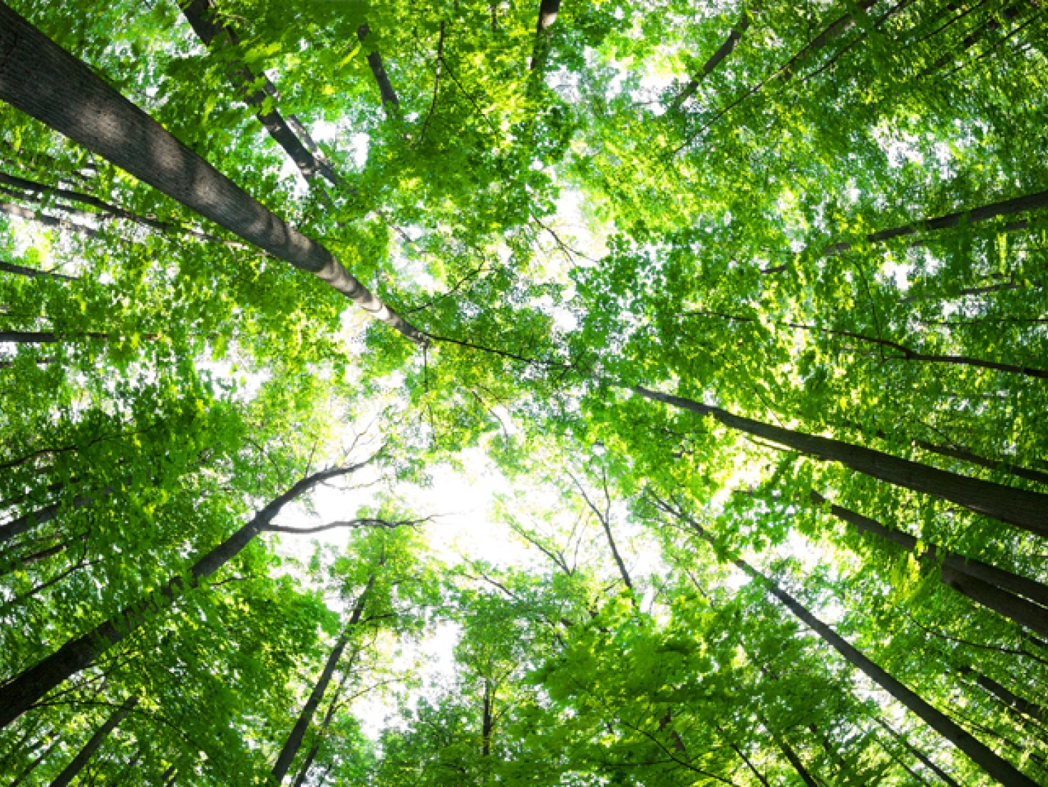 Tall trees with green leaves, seen from ground level.